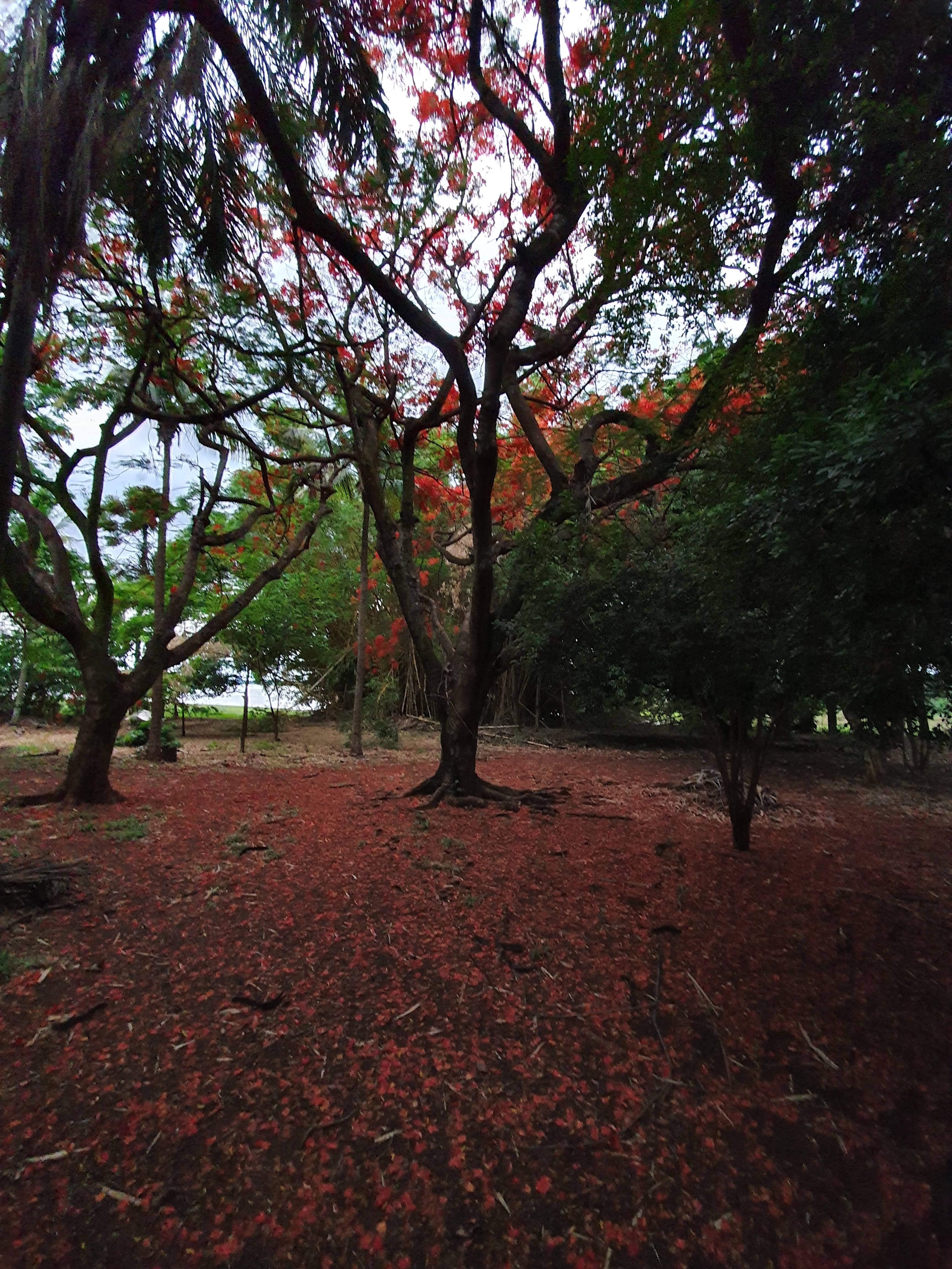 Flamboyant florido na propriedade da Castanheira Ambiental