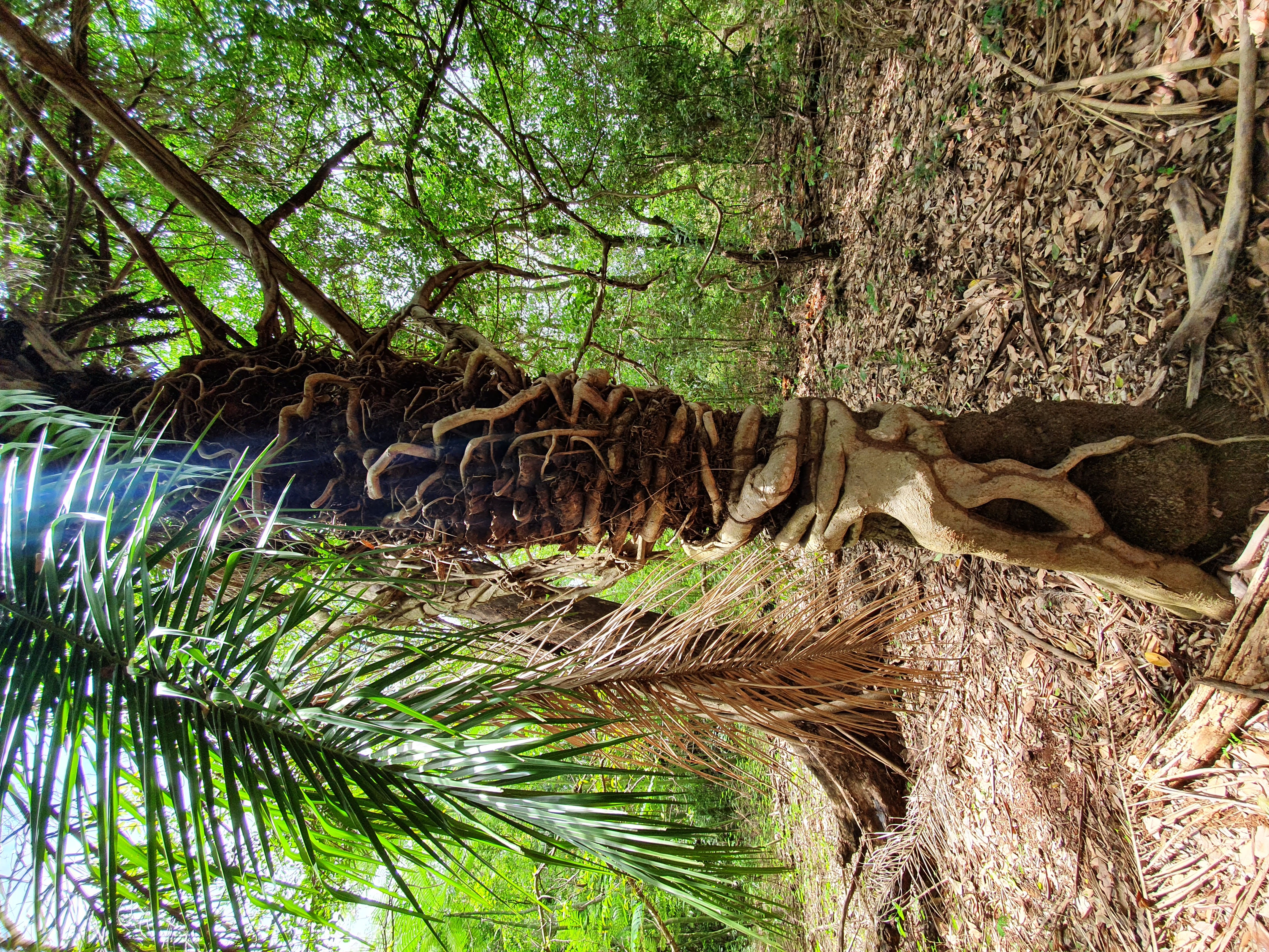 Interior do maciço florestal de mata nativa preservada na propriedade da Castanheira Ambiental