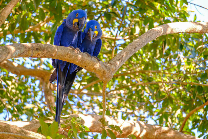 Fotografia real de araras-azuis na propriedade da Castanheira Ambiental em Indiaporã
