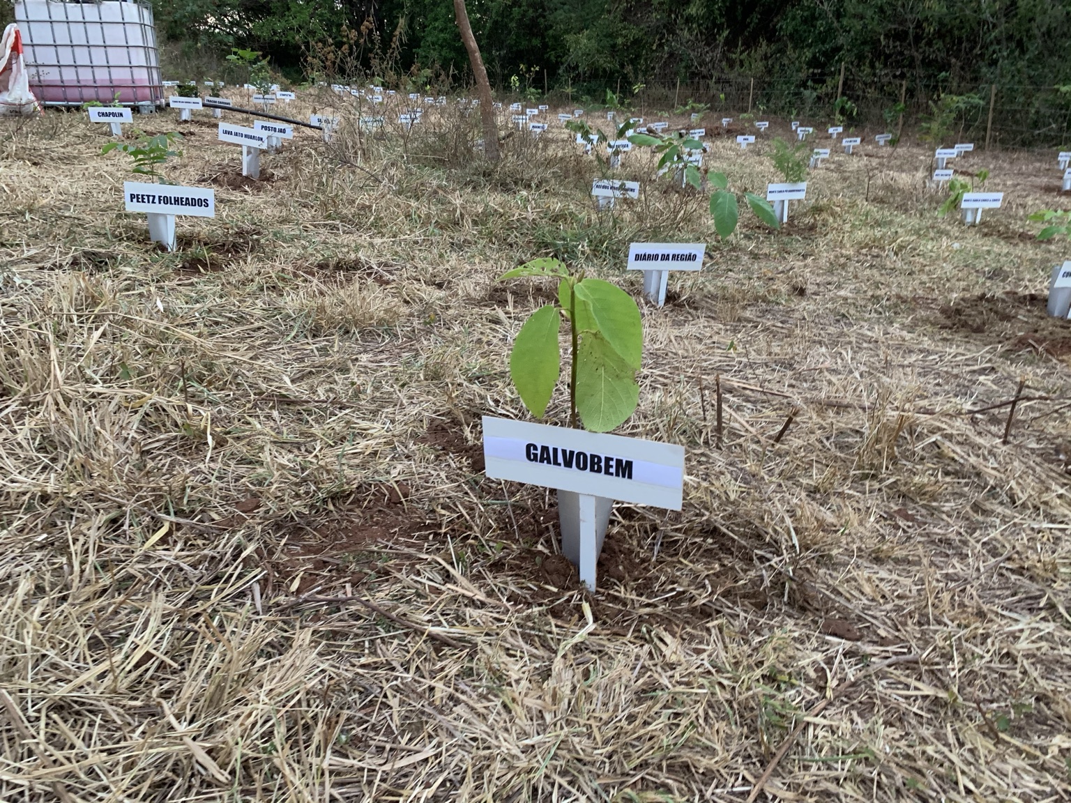 Muda nativa em primeiro plano com placas de identificação