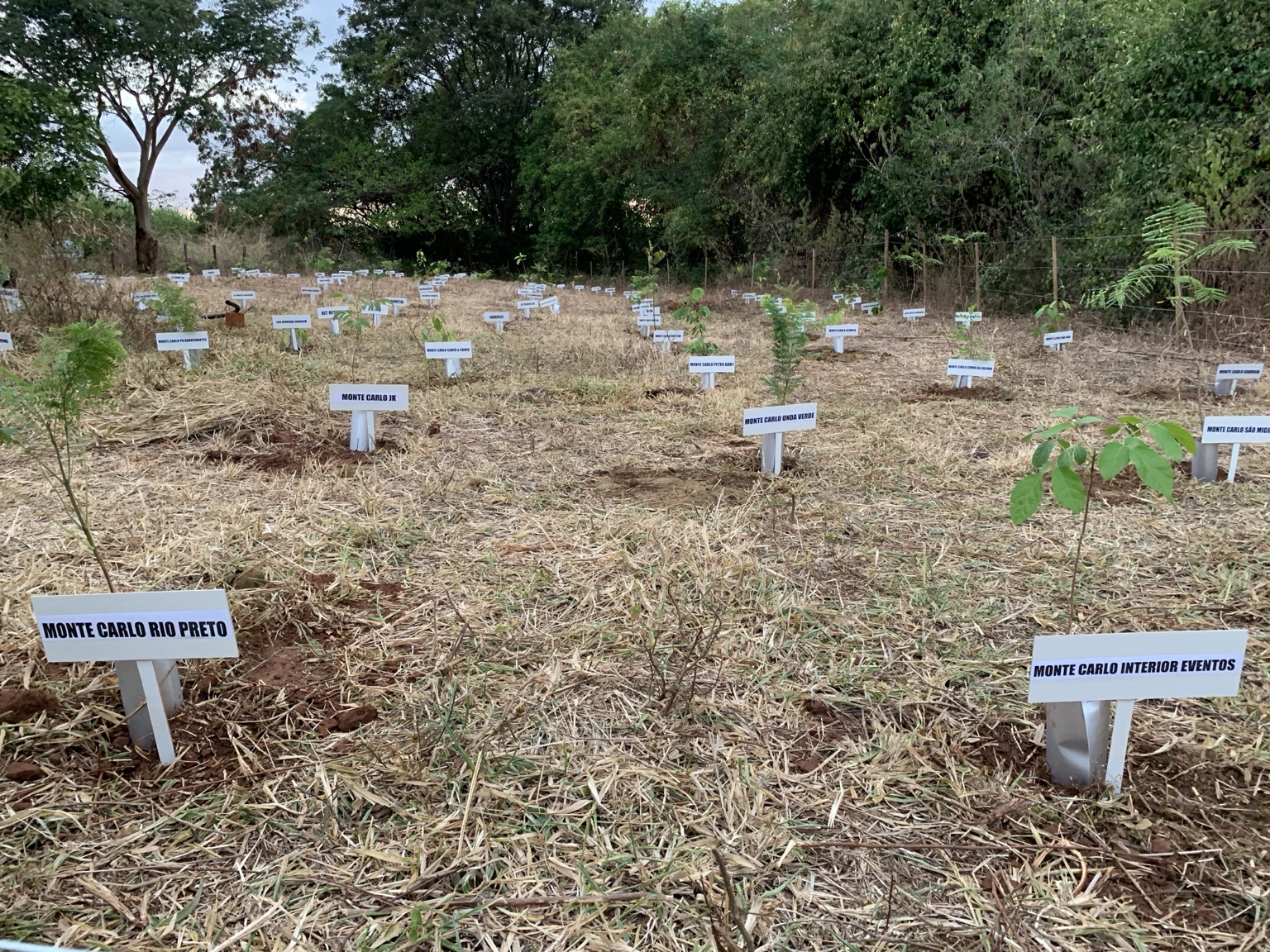 Área de plantio de árvores nativas com placas na propriedade da Castanheira em Indiaporã