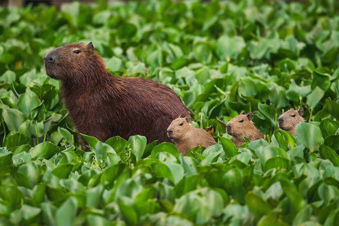 Fotografia real de capivara com filhotes na propriedade da Castanheira Ambiental às margens da represa