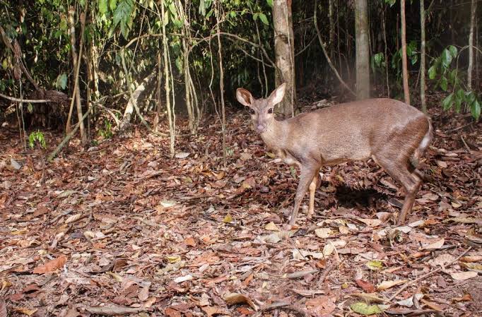 Registro fotográfico real de veado em câmera de monitoramento na mata nativa da Castanheira Ambiental