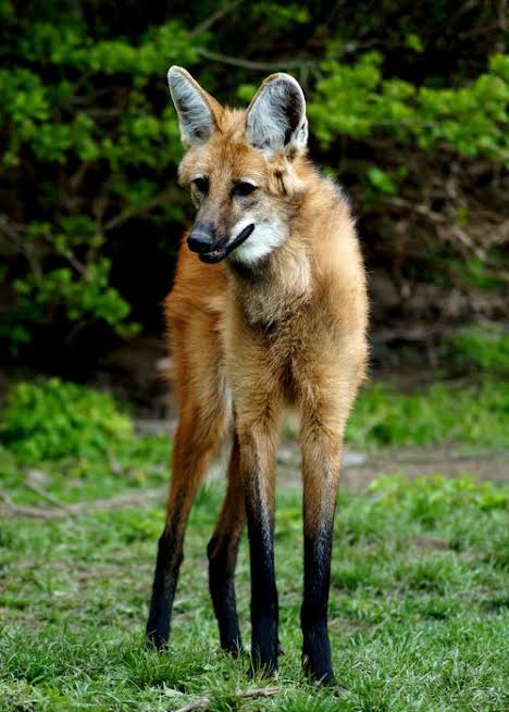 Fotografia real de lobo-guará Chrysocyon brachyurus na propriedade da Castanheira Ambiental em Indiaporã SP