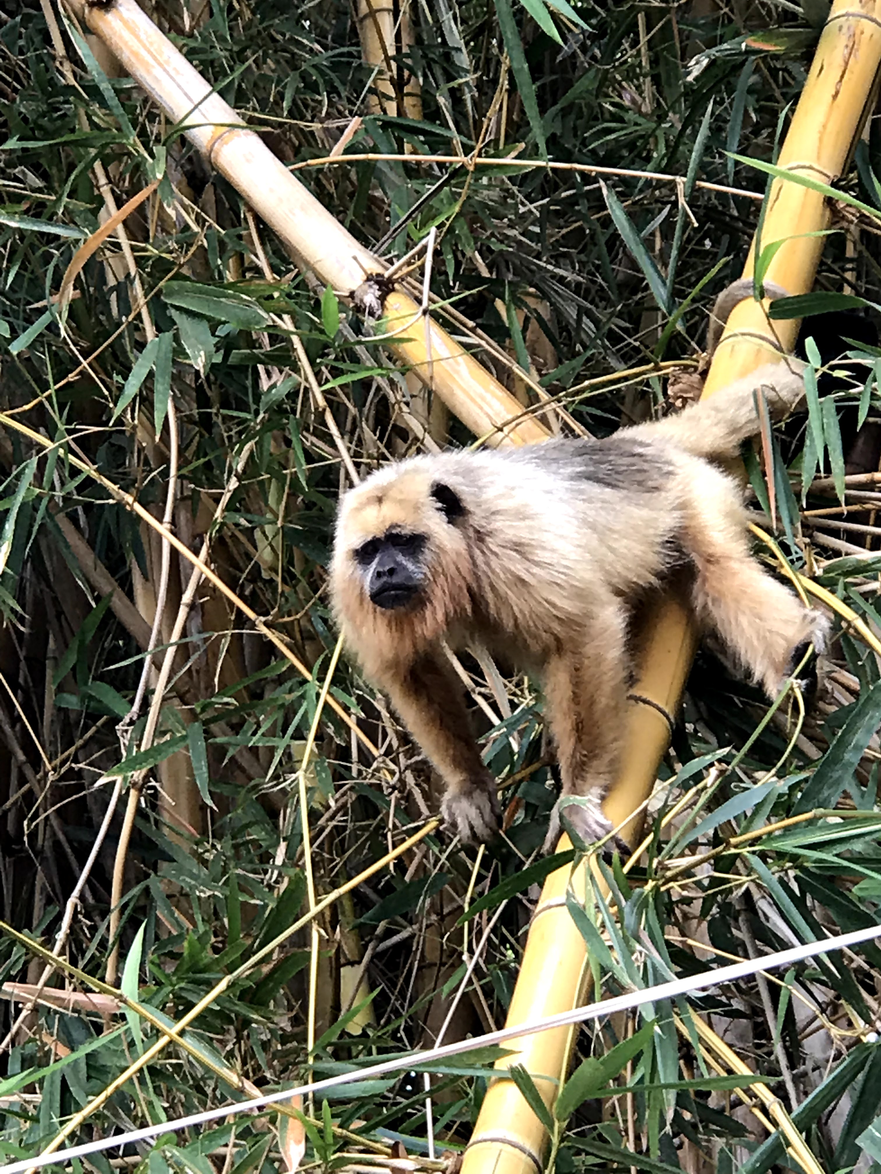 Fotografia real de macaco bugio Alouatta caraya no bambual na propriedade da Castanheira Ambiental
